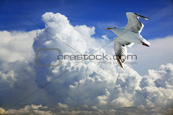 Gull in the sky