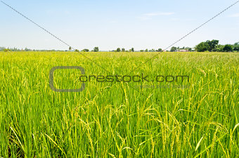 Landscape green rice fields