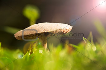 Thai mushroom