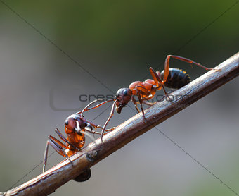 Two ants meet in garden