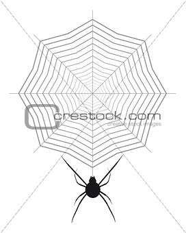 spider and cobweb