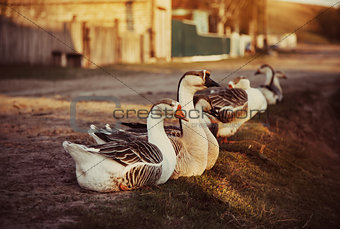 Domestic Geese Outdoor