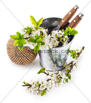 Blooming branch plum in bucket with garden tool