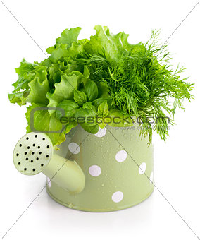 Bunch spicy herbs in watering can
