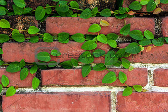Brick wall with green leafs