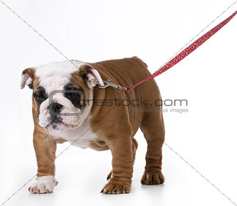 dog wearing leash