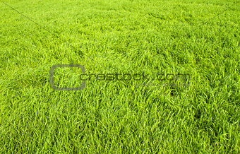 Green grass seamless texture.