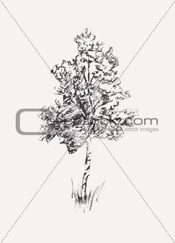 Sketch of birch isolated on white