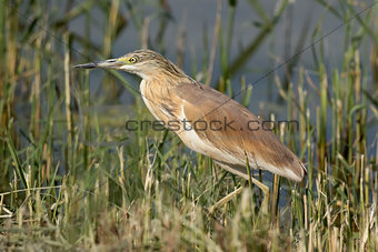 Squacco Heron In The Reeds