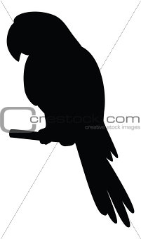 Parrot on a pole, silhouette