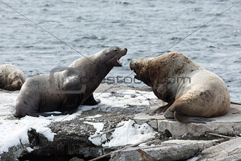 Rookery Northern Sea Lion or Steller Sea Lion. Kamchatka