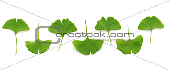 ginkgo biloba leaves
