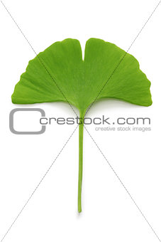 ginkgo biloba leaf