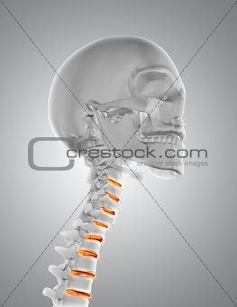 3D close up of male medical figure with throat skeleton
