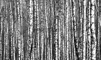 Spring trunks birch trees black and white