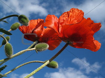 Pair of Red Poppies in Spring, Reaching for Azure