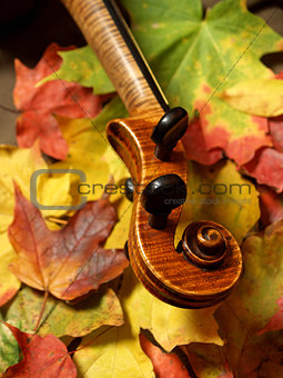 Maple Violin Scroll on Bright Autumn Maple Leaves