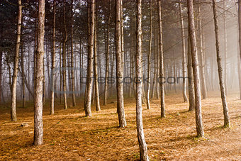 Autumn forest in Pyatigorsk.
