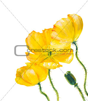 Yellow Poppy isolated on white