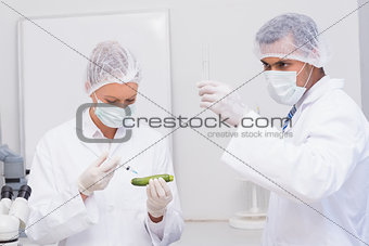 Scientists injecting an courgette