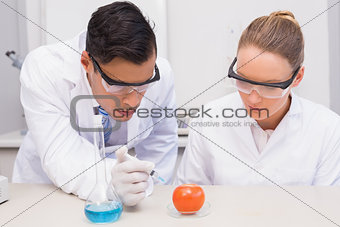 Concentrate scientists injecting tomato