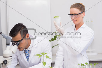 Scientists examining plants