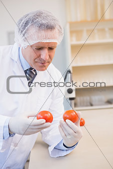 Food scientist looking at red tomato