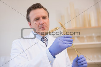 Scientist examining sheaf