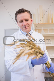 Scientist holding sheaf