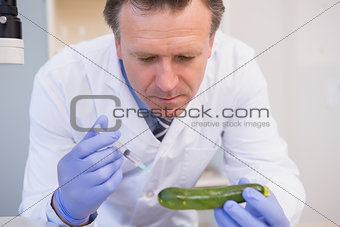 Scientist injecting a courgette