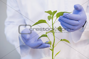 Scientist examining plants