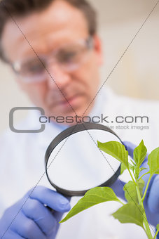 Scientist examining plants with magnifying glass