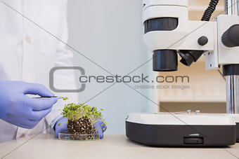 Scientist examining plants in petri dish