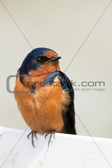 Barn Swallow Perched on a Fence