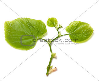 Green tilia leafs on white background.
