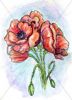 Poppy Flowers Sketch