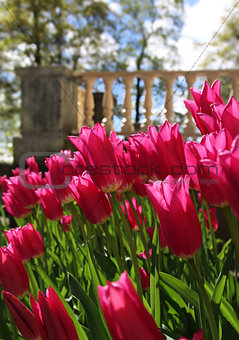 Red tulips near garden terrace