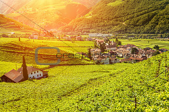 Beautiful sunset view over a vineyard in Italy