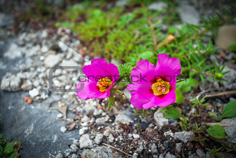 Pink flowers surrounded by stones