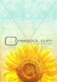 Texture of the old paper with sunflower 