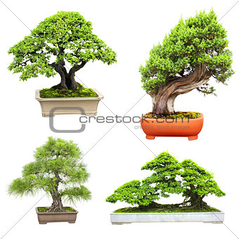 Set of bonsai