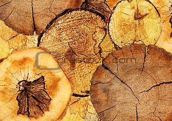 Background with texture cut of a log
