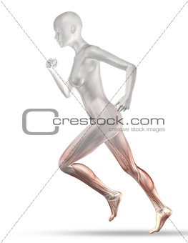 3D female medical figure with partial muscle map jogging