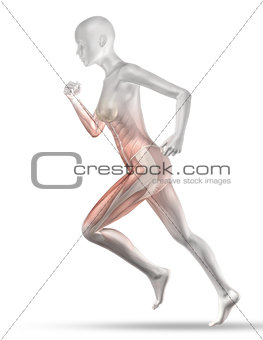 3D female medical figure with partial muscle map jogging