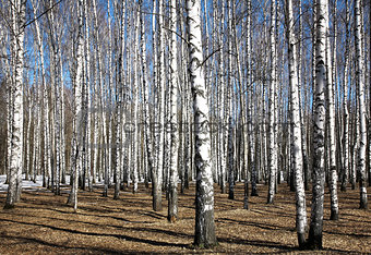 Spring sunny birch grove on blue sky