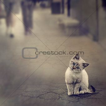 Kitten On The Street
