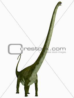 Mamenchisaurus hochuanensis Dinosaur