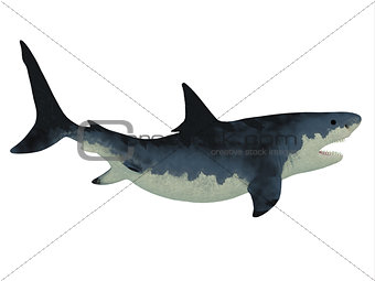 Megalodon Shark over White