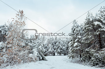Snow-covered tree branch at sunset. Winter background. Christmas and New Year Tree
