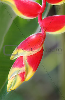 beautiful colorful tropical flower 